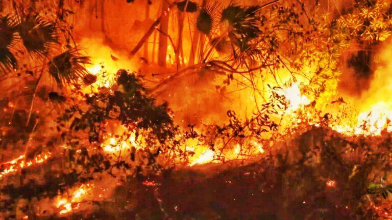 PAR DE SINIESTROS INICIAN TEMPORADA DE INCENDIOS FORESTALES EN QUINTANA ROO