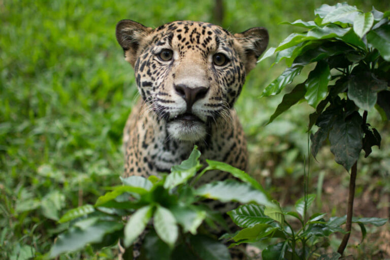 CONGELA SENADO REFORMA QUE PROHÍBE QUE FAUNA SILVESTRE SEA ADQUIRIDA COMO MASCOTA