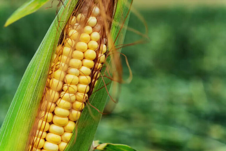 CAE CULTIVO DE MAÍZ EN MÉXICO