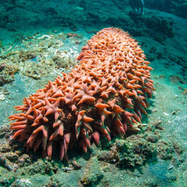 DESBARATAN RED INVOLUCRADA EN TRÁFICO DE ESPECIES AL INTERIOR DE LA SEMARNAT