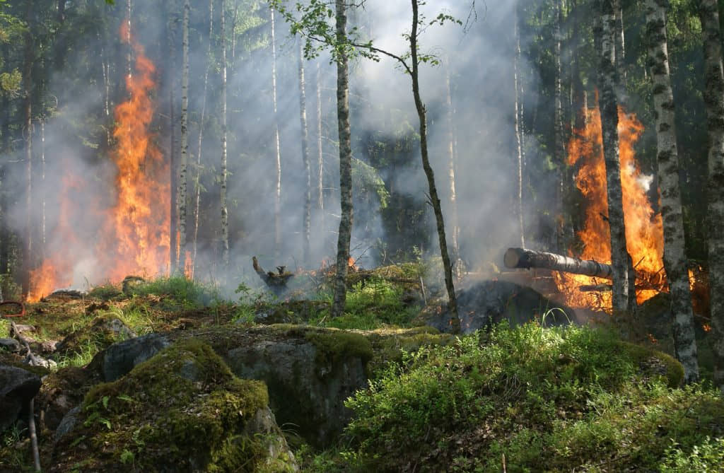 CUNDEN INCENDIOS FORESTALES EN EL PAÍS, REPORTA LA CONAFOR