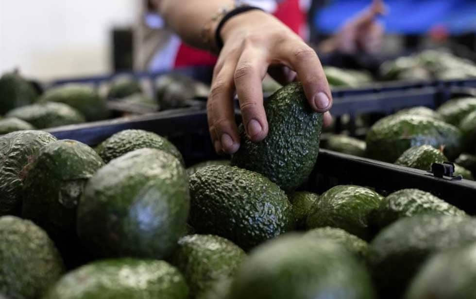 BLOQUEA GOBIERNO DE EU EXPORTACIÓN DE AGUACATE MEXICANO