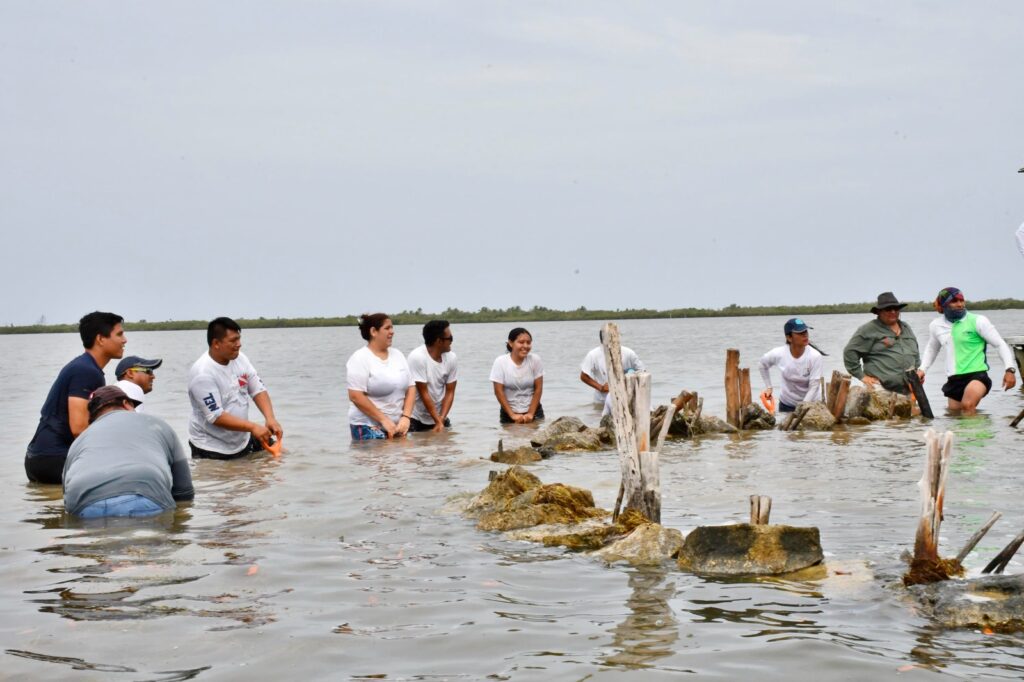 REALIZAN JORNADA DE RESTAURACIÓN DE MANGLAR EN PUNTA SUR DE COZUMEL