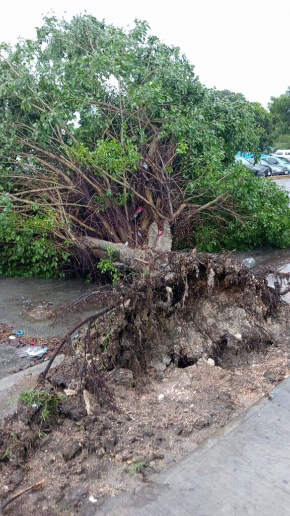 VIALIDADES ABIERTAS TRAS ACTIVAR RETIRO DE 15 ÁRBOLES DERRIBADOS