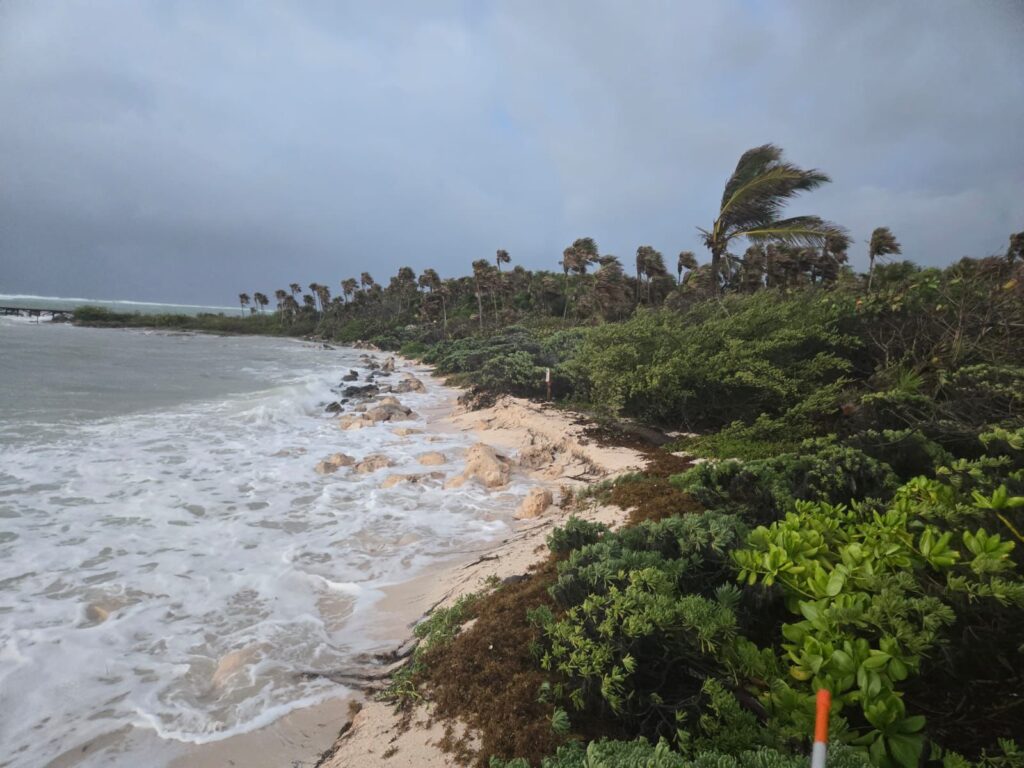 PELIGRAN POR EROSIÓN Y MAREA ALTA NIDOS DE TORTUGAS EN RIVIERA MAYA