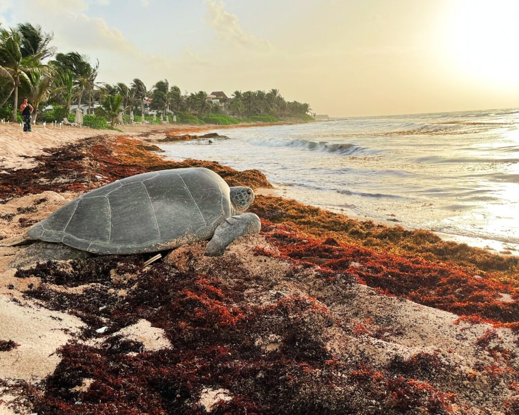 PELIGRAN POR EROSIÓN Y MAREA ALTA NIDOS DE TORTUGAS EN RIVIERA MAYA