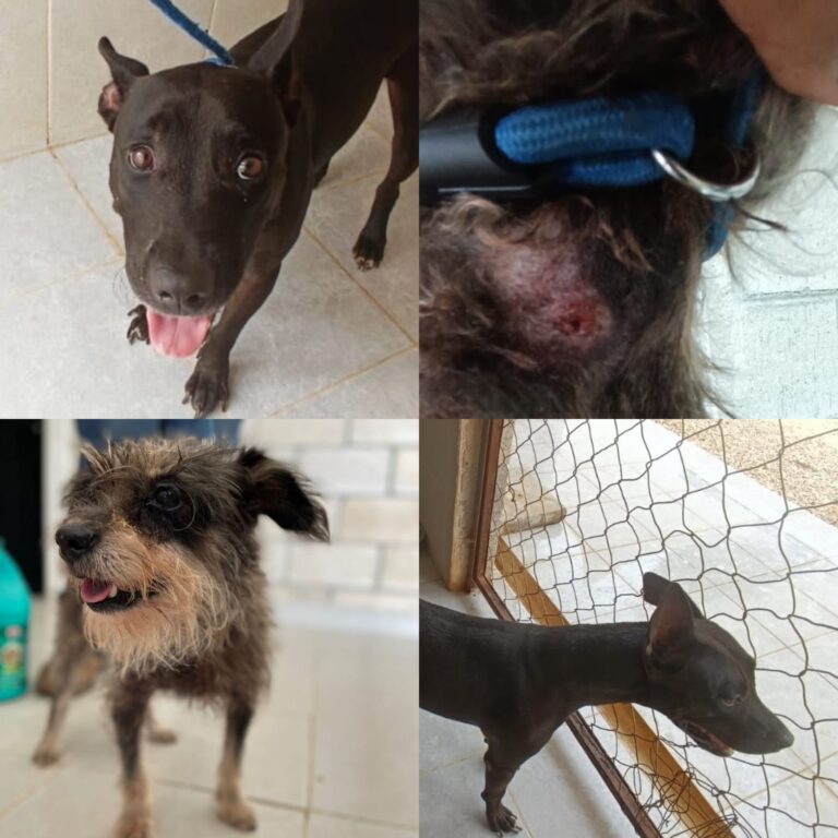 SANCIONAN MALTRATO ANIMAL Y RESCATAN A MASCOTAS LESIONADAS