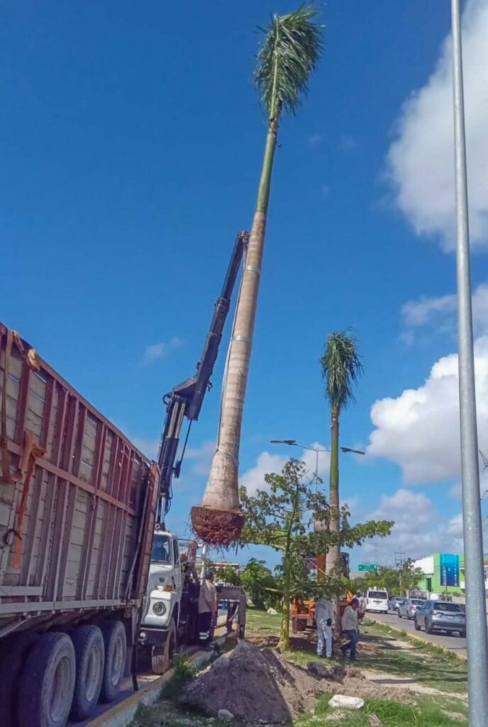 CONTINÚAN RENOVANDO EL CAMELLÓN DE LA CARRETERA FEDERAL