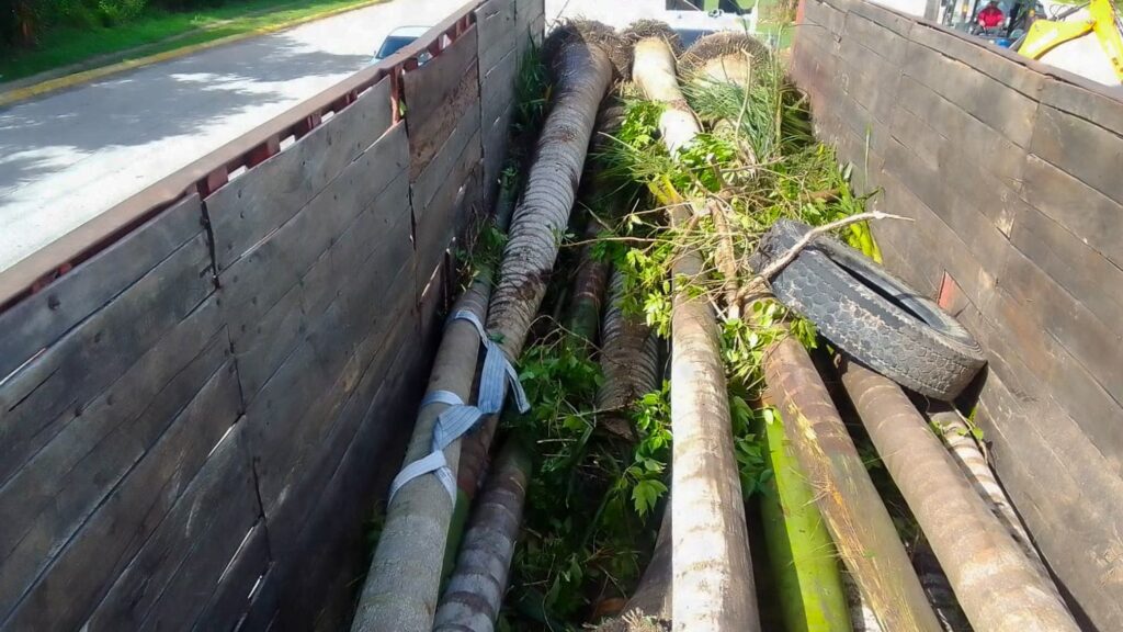 CONTINÚAN RENOVANDO EL CAMELLÓN DE LA CARRETERA FEDERAL