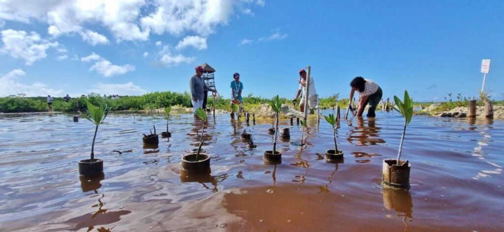 Conmemoran Día Internacional de Conservación del Ecosistema de Manglares, involucrando a la ciudadanía en trabajos de restauración