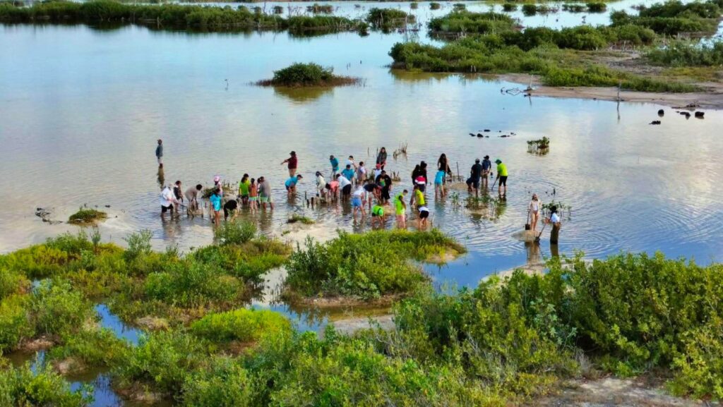 Conmemoran Día Internacional de Conservación del Ecosistema de Manglares, involucrando a la ciudadanía en trabajos de restauración