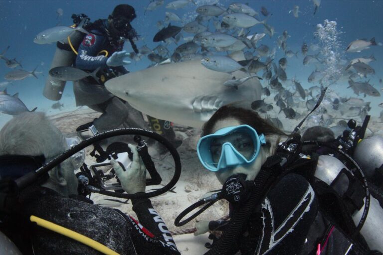 PROYECTAN CORTA TEMPORADA DE TIBURÓN TORO EN PLAYA