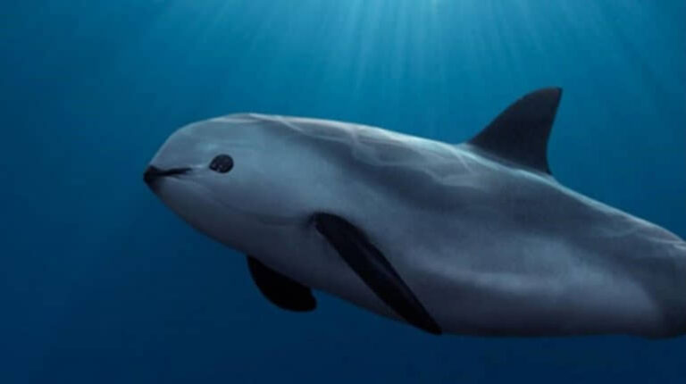 NEGLIGENCIA PROVOCARÁ LA EXTINCIÓN DE LA VAQUITA MARINA