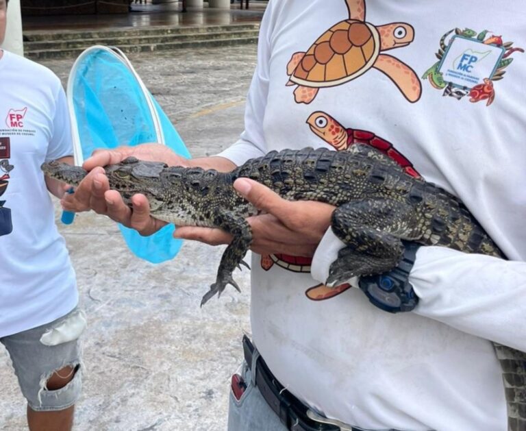 RESCATAN FAUNA SILVESTRE EN COZUMEL