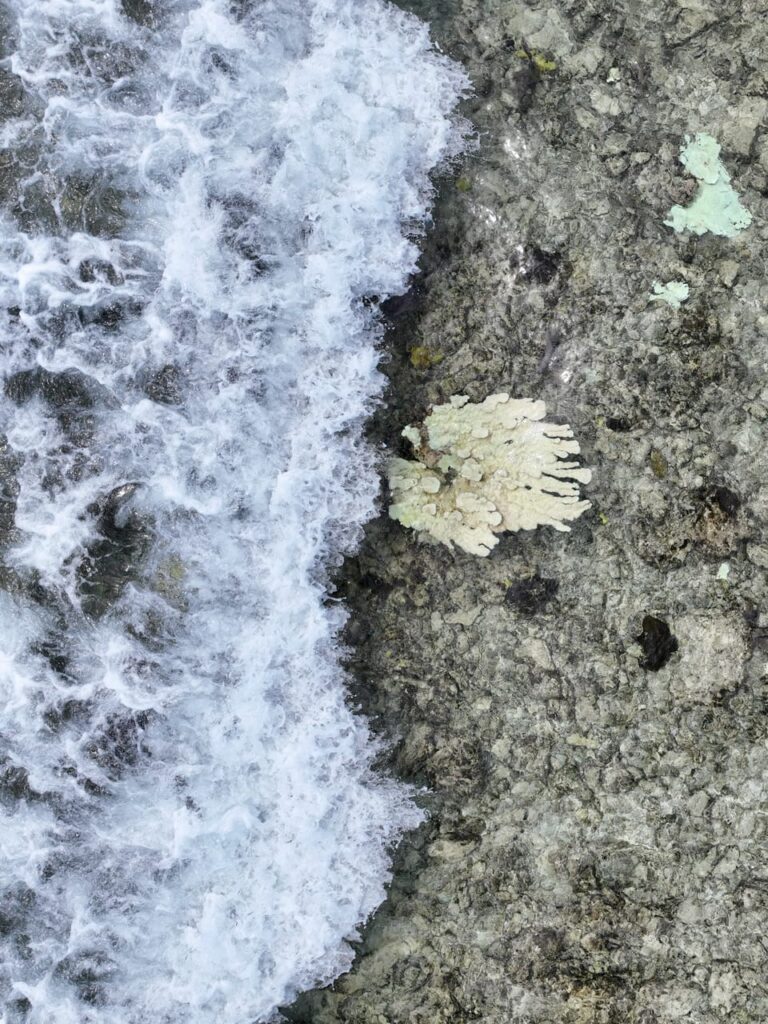 ARRECIFES DEL CARIBE MEXICANO EN RIESGO POR INCREMENTO DE MACROALGAS Y CIANOBACTERIAS