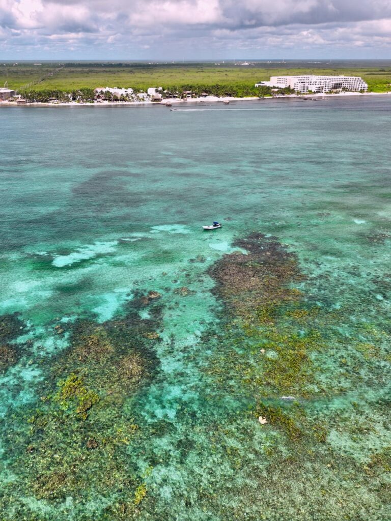 ARRECIFES DEL CARIBE MEXICANO EN RIESGO POR INCREMENTO DE MACROALGAS Y CIANOBACTERIAS