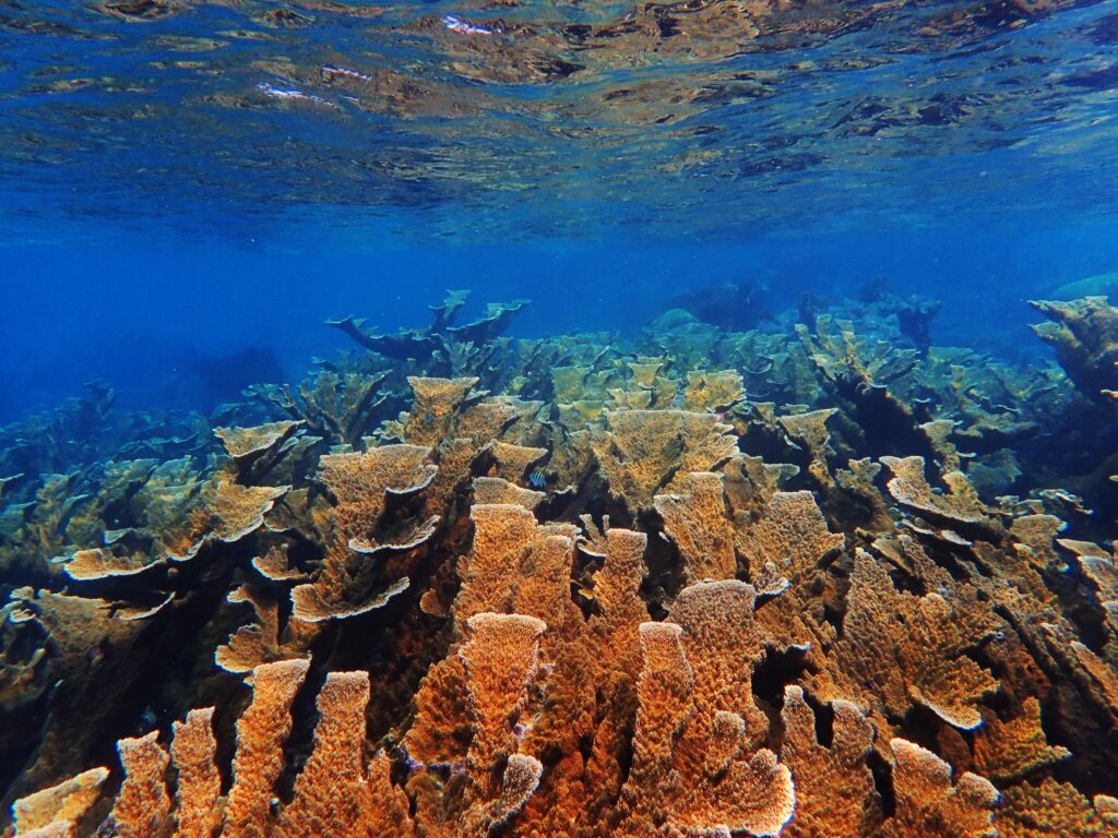 ARRECIFES DEL CARIBE MEXICANO EN RIESGO POR INCREMENTO DE MACROALGAS Y CIANOBACTERIAS