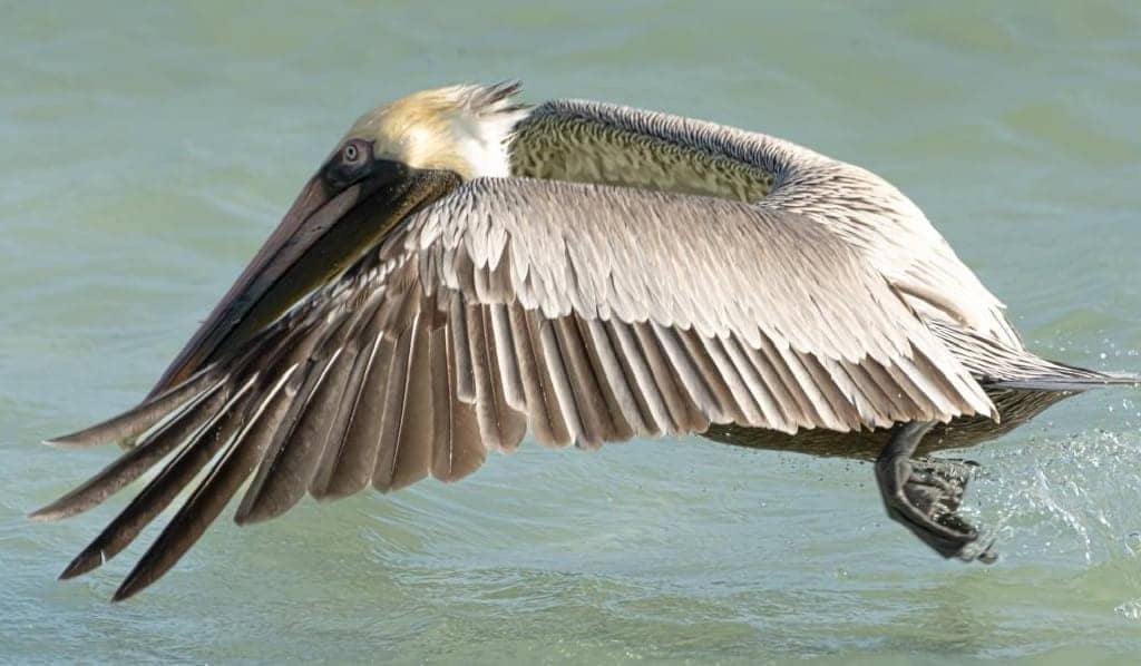 REGISTRAN EL ARRIBO DE PATO CUCHARÓN NORTEÑO EN PUNTA SUR