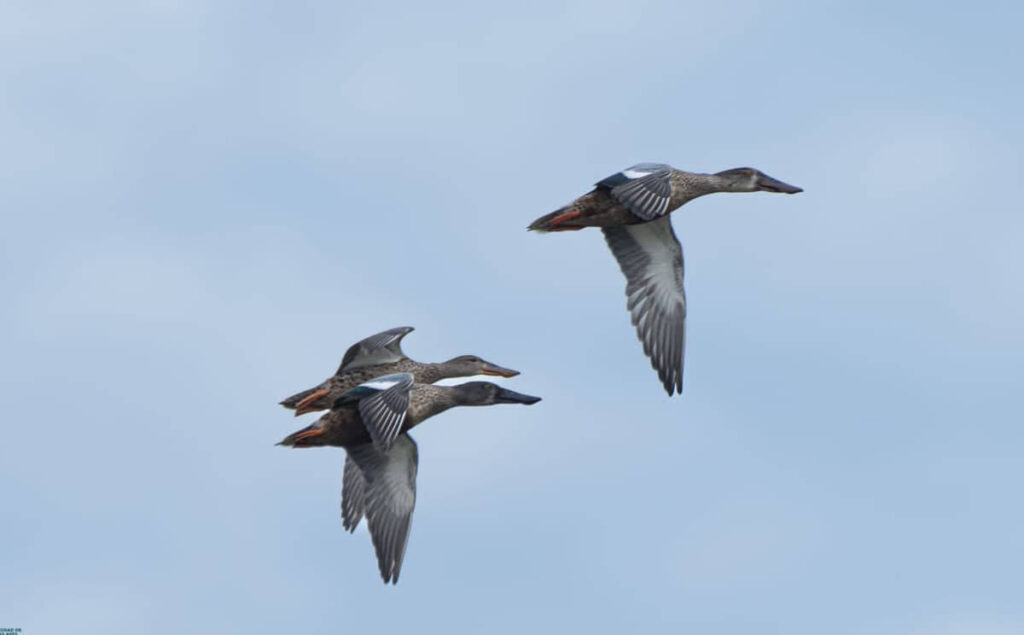 REGISTRAN EL ARRIBO DE PATO CUCHARÓN NORTEÑO EN PUNTA SUR