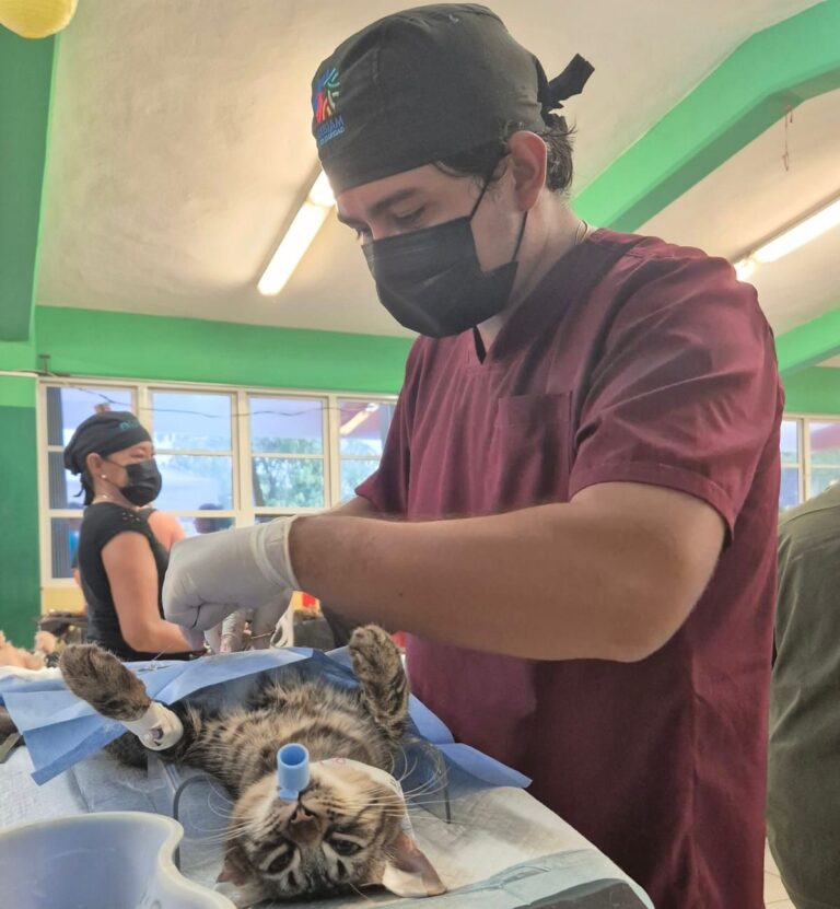 CONCLUYE CON GRAN ÉXITO LA CAMPAÑA ANUAL DE ESTERILIZACIÓN CANINA Y FELINA EN PLAYA DEL CARMEN