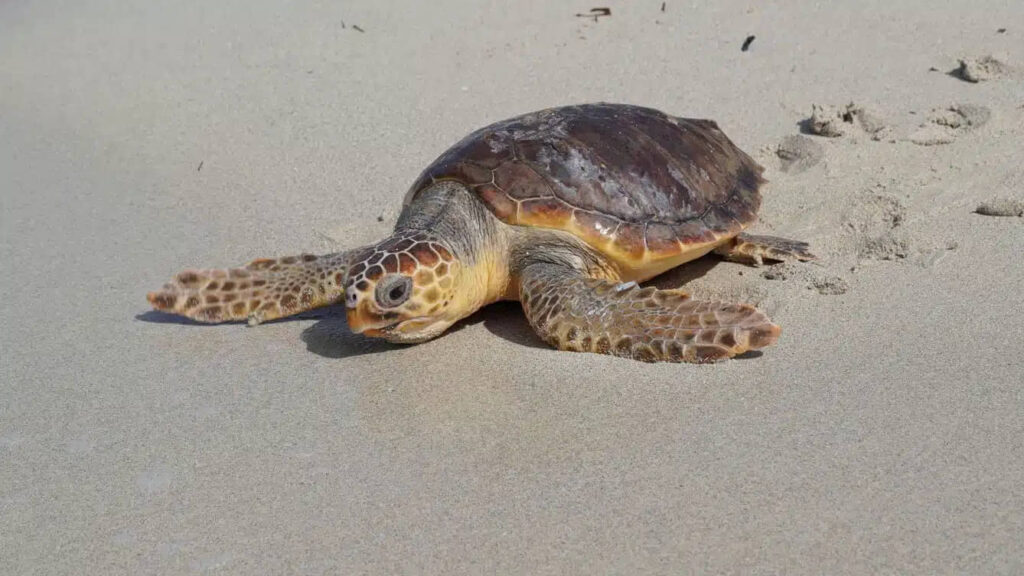 GUARDIANES DEL CARIBE, LA IMPORTANCIA DE PROTEGER A LAS TORTUGAS MARINAS