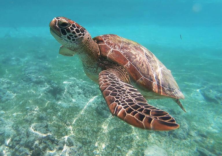 GUARDIANES DEL CARIBE, LA IMPORTANCIA DE PROTEGER A LAS TORTUGAS MARINAS