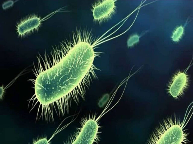 REPORTA MÉXICO PRIMER BROTE DE KLEBSIELLA OXYTOCA