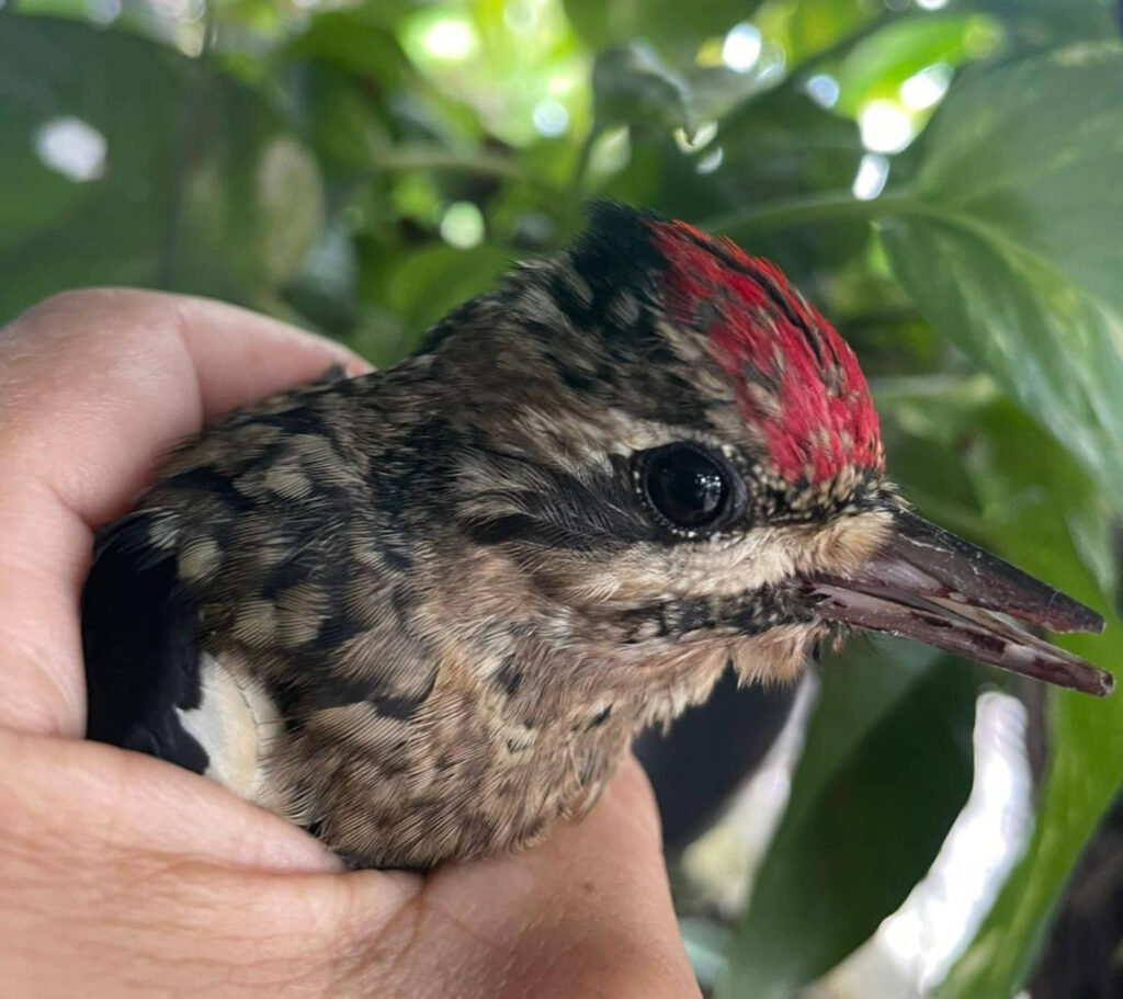 COMPROMISO COLECTIVO: 150 ANIMALES RESCATADOS Y LIBERADOS EN COZUMEL