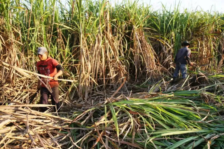 MÉXICO REGISTRA AUMENTO DE EMPLEOS EN EL TERCER TRIMESTRE DE 2024, LIDERADO POR EL SECTOR AGRÍCOLA Y EMPLEO INFORMAL