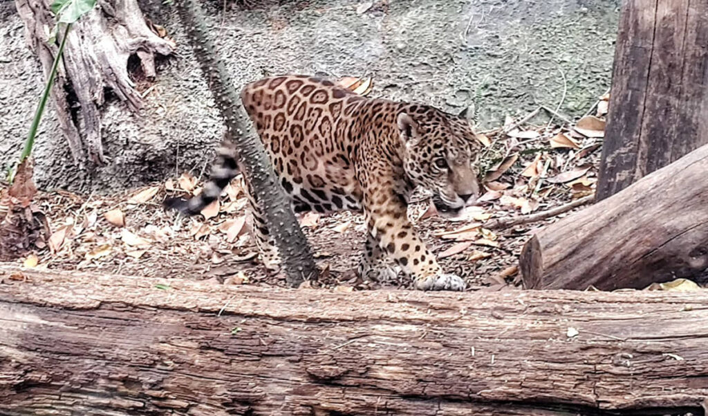 Inicia Proyecto Estratégico para la Conservación de la Fauna Silvestre en Quintana Roo