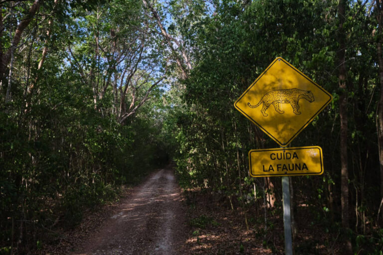 INICIA PROYECTO ESTRATÉGICO PARA LA CONSERVACIÓN DE LA FAUNA SILVESTRE EN QUINTANA ROO